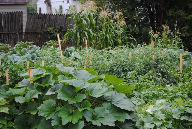 garden.jpg