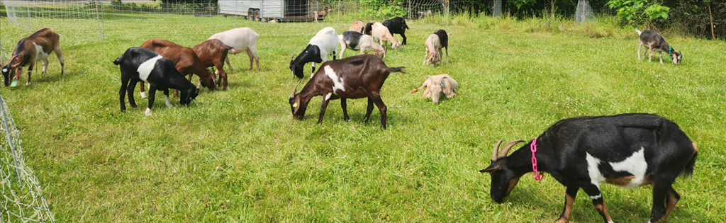 Goats Are Coming to Ramona Park!