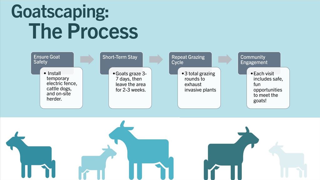 The Process